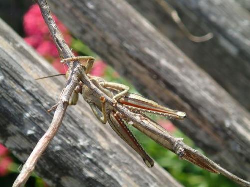 Anacridium aegyptium